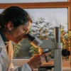 scientist examining cannabis sample under microscope near greenhouse window