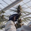 scientist examining cannabis bud in greenhouse for research quality