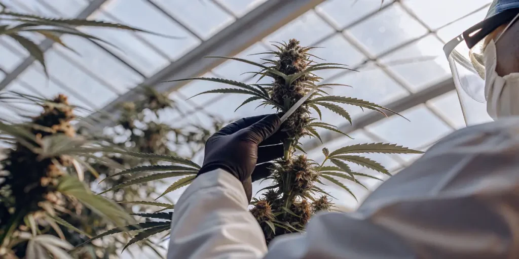 scientist examining cannabis bud in greenhouse for research quality