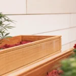 Young cannabis plant growing beside marigold flowers in wooden planter boxes indoors.