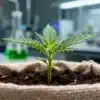 Cannabis-seedling-lab-environment-beginners-growing with dewdrops on young leaves in a fabric pot inside a scientific lab.