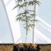 Young cannabis plant showing exposed roots growing in greenhouse soil.