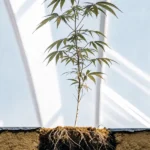 Young cannabis plant showing exposed roots growing in greenhouse soil.