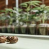Cannabis seeds placed on a laboratory tray with young cannabis seedlings growing in the background under controlled conditions.
