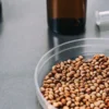 Close-up of cannabis seeds in a Petri dish with laboratory tools in the background.