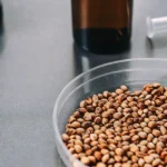 Close-up of cannabis seeds in a Petri dish with laboratory tools in the background.