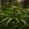 Cannabis-vegetative-stage-indoor-tent-growth with dense green foliage.