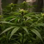 Cannabis-vegetative-stage-indoor-tent-growth with dense green foliage.