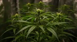 Cannabis-vegetative-stage-indoor-tent-growth with dense green foliage.