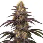 Cherry Pie OG cannabis bud with purple hues and dense trichomes on a white background.