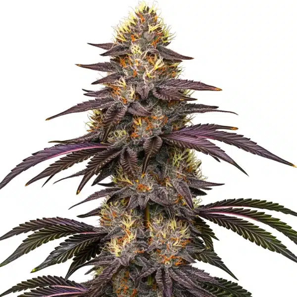 Cherry Pie OG cannabis bud with purple hues and dense trichomes on a white background.