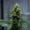 Closeup-cannabis-cola-indoor-mature-trichomes with visible pistils and frosty resin.
