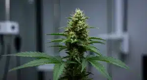 Closeup-cannabis-cola-indoor-mature-trichomes with visible pistils and frosty resin.