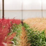 Rows of colorful cover crops growing densely inside a greenhouse.