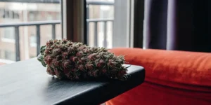 Compact Kush autoflower dried bud with red hues on a dark table.