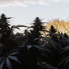 Dark cannabis plants in an outdoor field under evening sunlight.