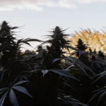 Dark cannabis plants in an outdoor field under evening sunlight.