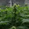 Dense-indoor-cannabis-flowering-crop with tall resinous buds in controlled environment.