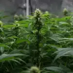 Dense-indoor-cannabis-flowering-crop with tall resinous buds in controlled environment.