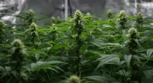 Dense-indoor-cannabis-flowering-crop with tall resinous buds in controlled environment.