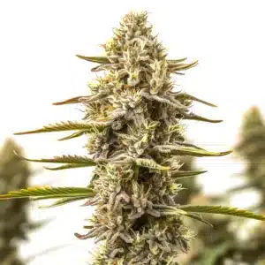 dip sixt cannabis flower displaying dense nug formation and rich terpenes