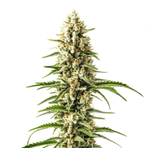 early skunk x c99 fast version dense frosty cannabis cola with bright orange pistils and heavy trichome coverage