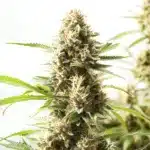 fire kush vibrant cannabis cola with fiery orange hairs and heavy resin production