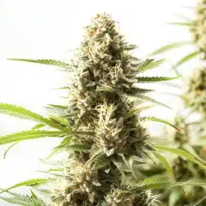 fire kush vibrant cannabis cola with fiery orange hairs and heavy resin production