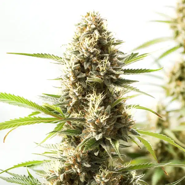 fire kush vibrant cannabis cola with fiery orange hairs and heavy resin production