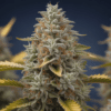 Frosty cannabis bud close-up with dense trichomes and orange pistils during late flowering