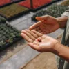 Close-up of a gardener holding a cannabis seed in their hand in a greenhouse.