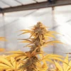 cannabis plant with golden leaves under greenhouse lighting