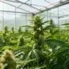 Greenhouse-cannabis-flowering-plants-organic-grow under natural sunlight.