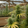 Greenhouse cannabis plants flowering with dense buds and yellowing fan leaves in controlled environment