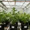 Greenhouse-potted-cannabis-plants-irrigation-system with young plants in black pots.