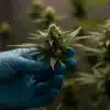 Hand-holding-cannabis-bud-harvest-inspection with visible trichomes and healthy leaves.