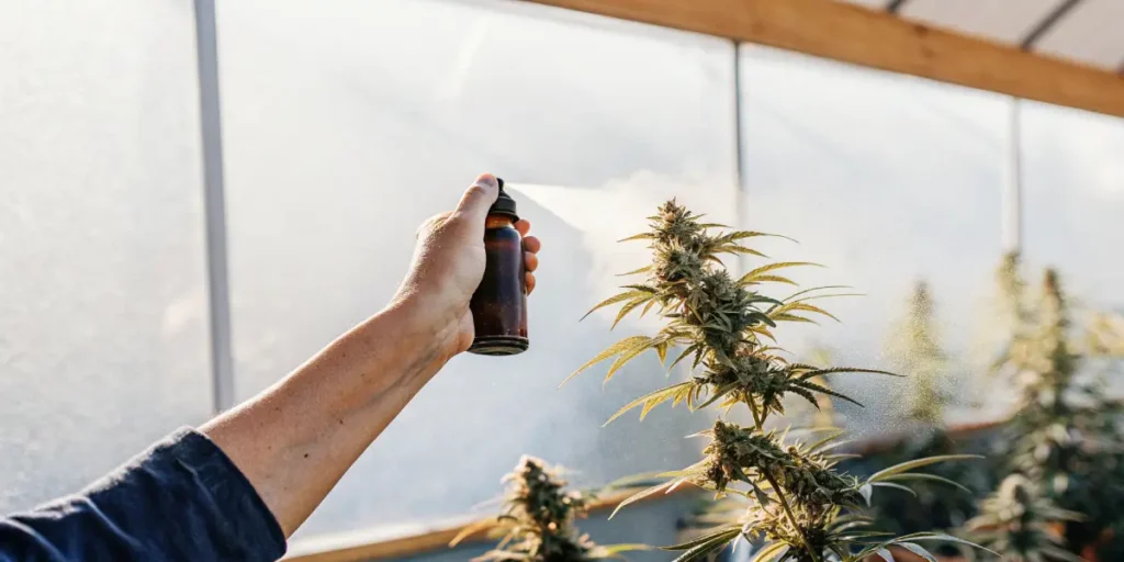 Hand misting a cannabis plant inside a greenhouse.