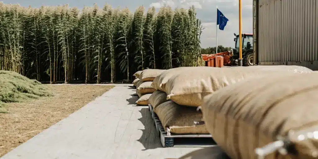 Close-up view of hemp processing sacks stacked beside a tall outdoor hemp field on a sunny day.