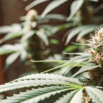indoor cannabis bud covered with trichomes under warm soft light
