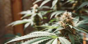 indoor cannabis bud covered with trichomes under warm soft light