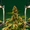 Indoor-cannabis-flowering-plant-under-led-lights-green-backdrop with dense buds.
