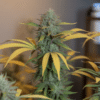 Indoor cannabis plants flowering with dense buds and yellow fan leaves in controlled grow space