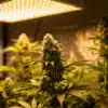 Indoor-cannabis-grow-led-light-flowering-colas-closeup with resinous buds.