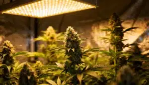 Indoor-cannabis-grow-led-light-flowering-colas-closeup with resinous buds.