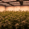 Indoor cannabis grow room with flowering plants under LED panels, showcasing professional indoor cannabis cultivation