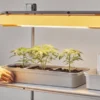 Indoor cannabis grow light tray seedlings — young cannabis plants growing in rectangular trays under a warm LED grow light, tended by a person adjusting the setup.