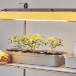 Indoor cannabis grow light tray seedlings — young cannabis plants growing in rectangular trays under a warm LED grow light, tended by a person adjusting the setup.