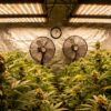 Indoor-cannabis-grow-room-led-lights-ventilation-system with flowering plants under bright LED panels.