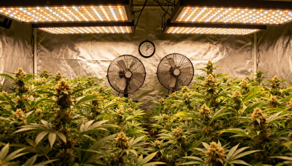 Indoor-cannabis-grow-room-led-lights-ventilation-system with flowering plants under bright LED panels.