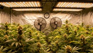 Indoor-cannabis-grow-room-led-lights-ventilation-system with flowering plants under bright LED panels.
